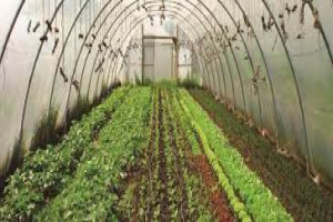 Horticulture And Organic Agriculture