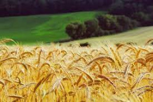 Applied Agriculture and Agricultural System Engineering