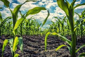 Agricultural Biotechnology and Organic Agriculture