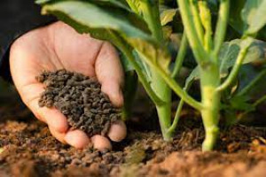 Organic Agriculture, Fertilizers, Seeds and Plants