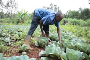 Agricultural Credit Management and Risk Analysis Course