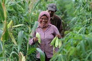 Gender Mainstreaming in Agriculture and Rural Development