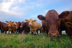 Effective Livestock Extension Methods