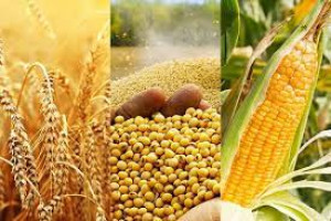 Management of Agricultural Commodity Value Chain for Agribusiness