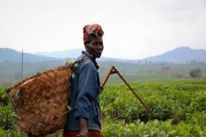 Organization And Management of Rural Cooperatives for Poverty Alleviation Programmes