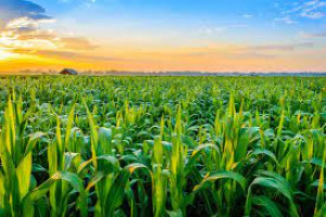 Crop Management Training