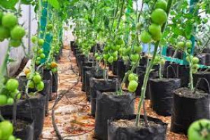 Agri-Business, Enterprise Development and Market Linkage Course