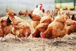 Poultry Farming for Food Security and Poverty Eradication