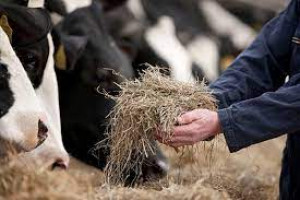 Advanced Dairy Nutrition and Management